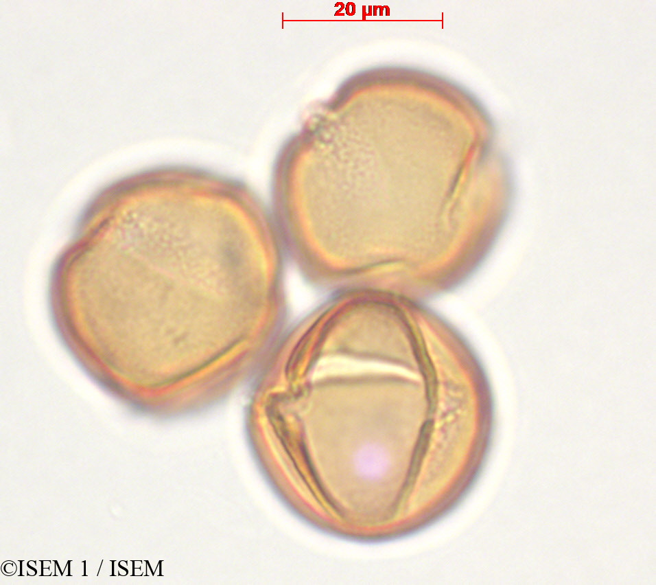 ISEM 1/Centropogon_subandinus_29333/Centropogon_subandinus_29333_0002(copy).jpg